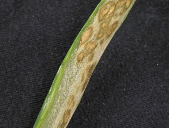 Stemphylium leaf spot on onion.